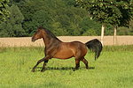 pferdefotos warmblueter