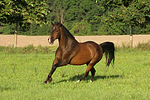 pferdefotos warmblueter
