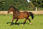 pferdefotos warmblueter
