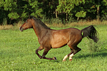 pferdefotos warmblueter
