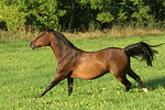 pferdefotos warmblueter