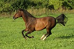 pferdefotos warmblueter