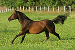 pferdefotos warmblueter