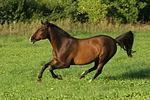 pferdefotos warmblueter