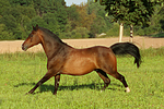 pferdefotos warmblueter