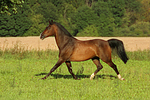 pferdefotos warmblueter