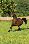 pferdefotos warmblueter