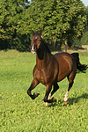 pferdefotos warmblueter