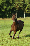 pferdefotos warmblueter