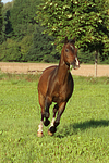 pferdefotos warmblueter