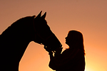 pferdefotos warmblueter