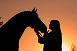 pferdefotos warmblueter