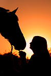 pferdefotos warmblueter