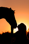 pferdefotos warmblueter