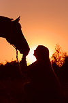 pferdefotos warmblueter