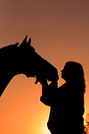 pferdefotos warmblueter