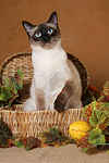 katzenfotos thai
