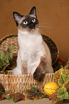 katzenfotos thai