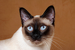 katzenfotos thai