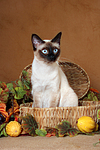 katzenfotos thai