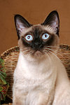 katzenfotos thai