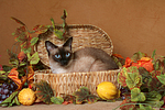 katzenfotos thai