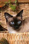 katzenfotos thai