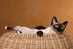 katzenfotos thai