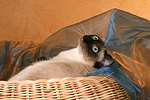 katzenfotos thai