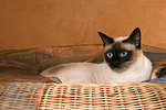 katzenfotos thai
