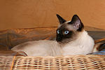 katzenfotos thai