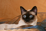 katzenfotos thai