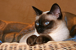 katzenfotos thai