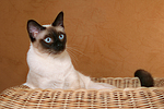 katzenfotos thai