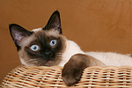 katzenfotos thai