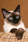 katzenfotos thai
