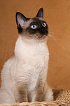 katzenfotos thai
