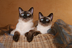 katzenfotos thai