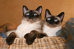 katzenfotos thai