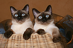 katzenfotos thai