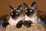 katzenfotos thai