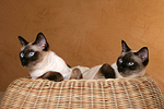 katzenfotos thai