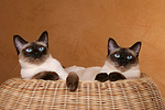 katzenfotos thai