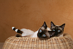 katzenfotos thai
