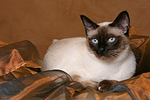 katzenfotos thai