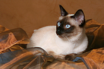 katzenfotos thai