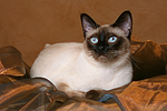 katzenfotos thai