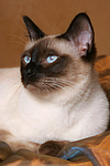 katzenfotos thai