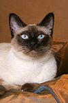 katzenfotos thai