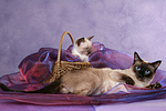 katzenfotos thai